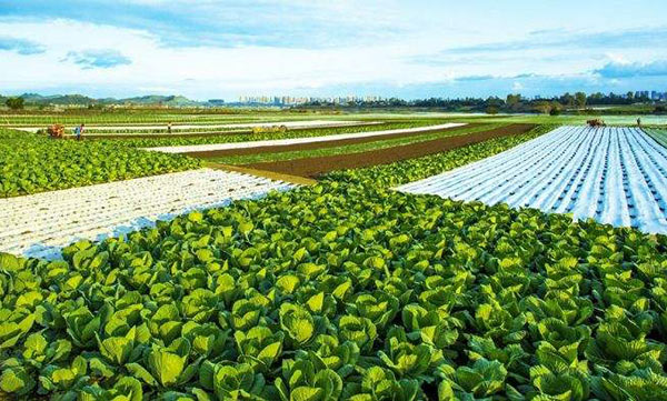 蔬菜基地建設(shè)